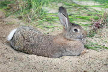 One long-eared hare, rabbit close-up lies sideways on the sand near the grass. Farming. Pet.