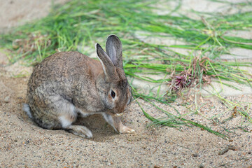 One long-eared hare, a rabbit sit on the sand near the grass and lick its paw. Farming. Pet.