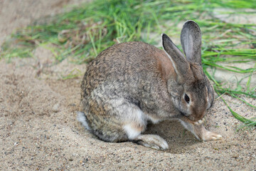 One long-eared hare, rabbit close-up sitting on the sand near the grass and licking its paw. Farming. Pet.