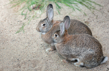 Two long-eared hares, rabbits sit side by side on the sand near the grass. Easter concept. Pet