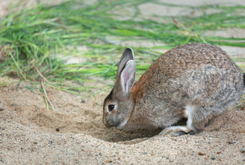One long-eared hare, a rabbit digs sand near the grass, selective focus. Easter concept.