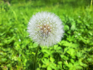 Beautiful white dandelion in the green grass in the meadow