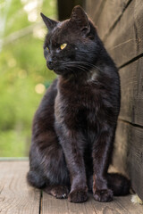 Portrait of older black tabby cat with yellow eyes on wooden floor