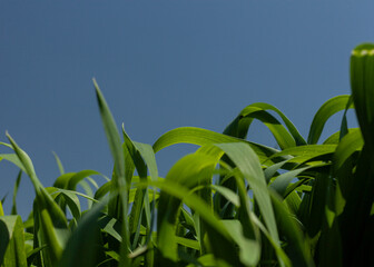 juicy, green, fresh grass grows in a field against the blue sky. Horizontal photo