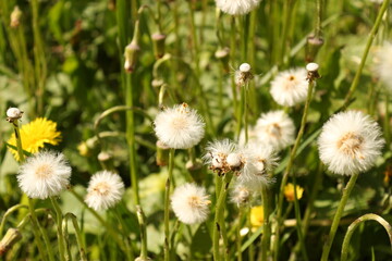 dandelions in a meadow