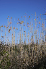 The wild reedbed in the Natural Park of s'Albufera, is a dense vegetation that serves as protection for many species of birds that nest or sleep there.