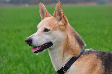portrait of a spanish podenco dog 