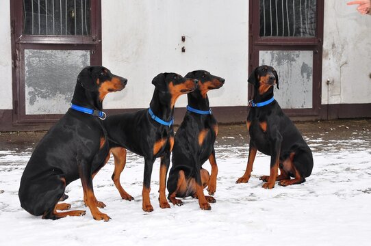 a group of dobberman dogs in winter