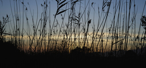 The wild reedbed in the Natural Park of s'Albufera, is a dense vegetation that serves as protection for many species of birds that nest or sleep there.