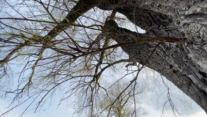 dry branches of a tree trunk bottom view. park nature tree trunk texture bark concept. tree branches go into the blue sky, the first green leaves appeared. landscape lifestyle park nature concept