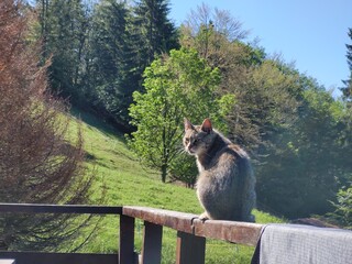 Obraz premium Cat in the nature near the mountain cabin or chalet. Slovakia