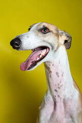 adorable and curious brown and white spotted greyhound dog with big beautiful eyes and big black nose portrait in studio on gray background