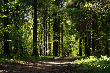 Fototapeta na wymiar Road in the green flowering forest. The sun's rays make their way through the lush green branches of the trees. Soft focus.