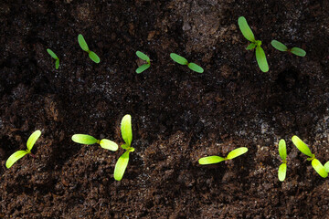 Small marigold sprouts in a garden in spring