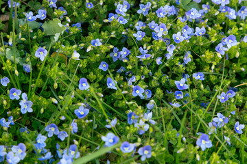 Blue slender speedwell (veronica filiformis) flowers in a garden in spring