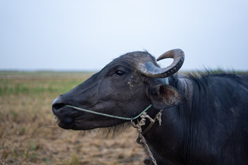  buffalo stained in the green grass fields,
