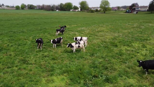rural cows in a grassy field