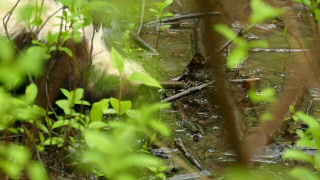 Looking Through Green Leave Foliage Of Brown White Stripped Skunk Drinking Water In Woodland