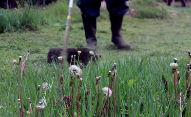 Seasonal work in the garden: dandelions and various herbs close-up against the background of a lawn mower and men's feet, space for text