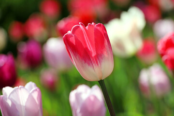 Red, pink and white tulip flowers in sunlight, colorful spring background. Field of blooming tulips, selective focus