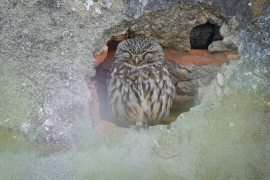 Little owl Athene noctua sleeping in hole in a wall