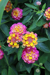 Close up of common lantana blooms, Derbyshire England
