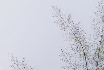Grass branch on white paper background surface with free space for writing a message.