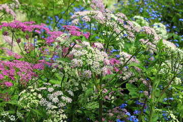 Fototapeta premium Pink and white Water Parsley flowers, Derbyshire England 