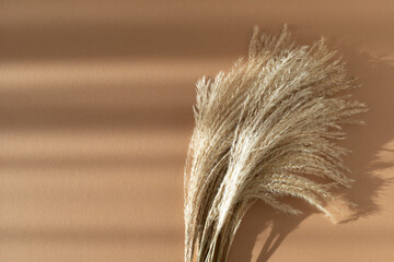 Bouquet of dried pampas grass on beige background. Natural and eco trendy decor element..