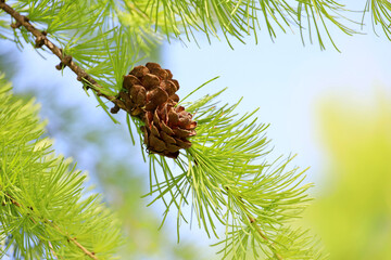 Larch tree in spring, bright green fluffy branches with cones