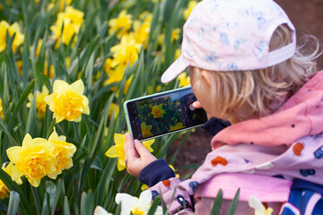 cute girl phoographing narcissus flowers