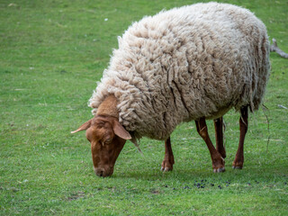 Schaf frisst auf einer Wiese