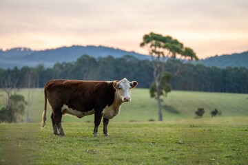 Beef cattle and cows in Australia	
