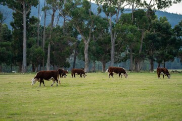 Beef cattle and cows in Australia	
