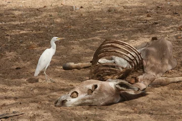 Fotobehang White heron and dead donkey in Senegal, Africa. African landscape, wild nature. Donkey corpse and scavenger, deathbird. Senegalese scenery, bird, animal. African savanna. Food for animal in Africa © Sergey
