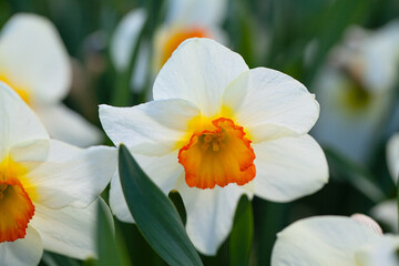 Fototapeta na wymiar narcissus growing in spring garden