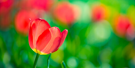 Fototapeta premium Beautiful bouquet panorama of red white and pink tulips in spring nature for card design and web banner. Serene closeup, idyllic romantic love floral nature landscape. Abstract blurred lush foliage