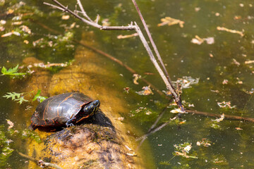 Painted Turtle (chrysemys picta) sunning on log in muddy pond