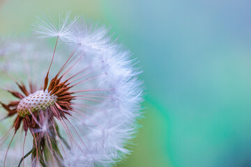 Closeup of abstract dandelion, artistic nature closeup. Spring summer background. Beautiful macro dandelion flower with shallow focus in springtime, natural spring background. Blooming meadow