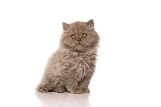 Pretty british long haired kitten looking at the camera isolated on a white background