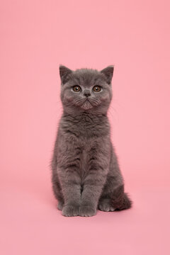 Alert cute grey british shorthair kitten cat looking at the camera on a pink background
