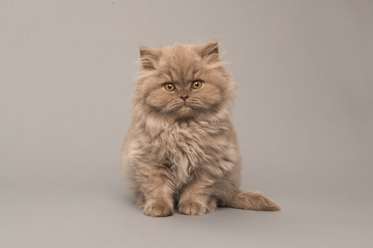 Pretty british long haired kitten looking at the camera isolated on a grey background