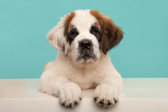 Cute Saint Bernard dog puppy  looking at the camera lying down on a white floor on a blue background