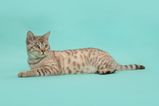 Snow bengal purebred cat lying on a blue background seen from the side looking away
