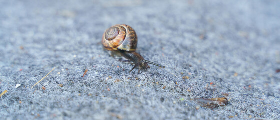 the snail crawls about its business