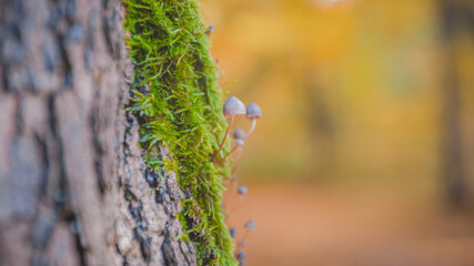 tiny mushrooms on a large tree trunk