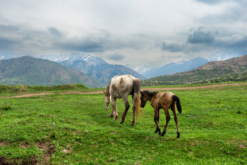 horses in the mountains