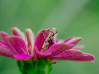 beautiful flower around the backyard