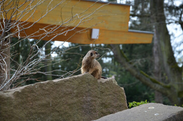 Сute meerkats in the sand