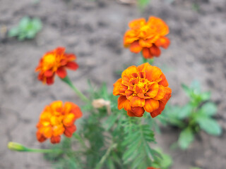 Marigold flowers grow in the garden on the ground.